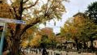 大きな銀杏並木を見ながら