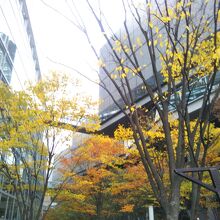 東京国際フォーラムの紅葉