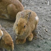 こども動物園にいるウサギ