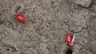 穴から赤い蟹が出てきました