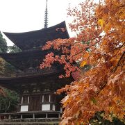 素晴らしい紅葉と不断桜