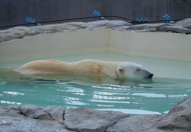 円山動物園 ホッキョクグマ館 クチコミ アクセス 営業時間 札幌 フォートラベル 円山動物園 ホッキョクグマ館 クチコミ アクセス 営業時間 札幌 フォートラベル