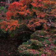 感動の「血染めの紅葉」