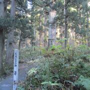 羽黒山参道、五重塔の近くに立っている推定樹齢１０００年以上の爺杉で、国の天然記念物に指定されています。