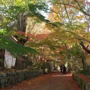 本堂まで真っ赤な紅葉の絨毯