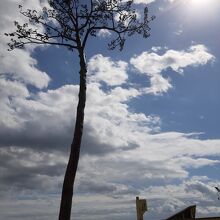 一本松のレプリカの後ろには、震災遺構のYHと新しい防潮堤が。