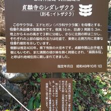 シダレサクラの説明書きがあります。