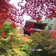 血染めの紅葉と呼ばれる真っ赤な紅葉と千体地蔵が印象的。