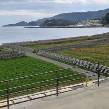 新しく建設途中の防潮堤の浜辺側に松原復活の植樹作業が進行中。