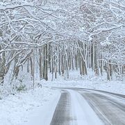 雪、樹氷のゴールドライン！