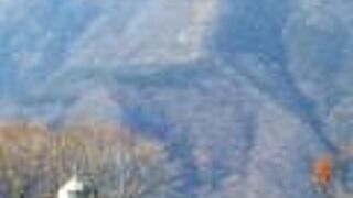 のびのびと過ごしている牛たち