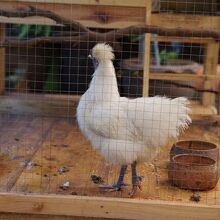 駐車場に白い烏骨鶏がいます