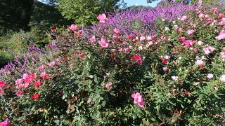 花のある時期に