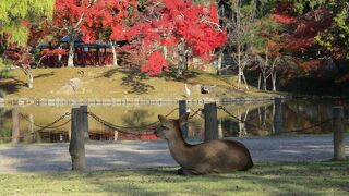 天然記念物指定です