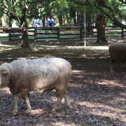 ひつじもいる、堺の緑地公園 ♪