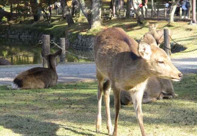 奈良公園のアセビ
