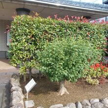 五十六御愛育の唐楓