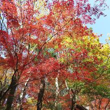 出口に向かうときの紅葉のトンネル