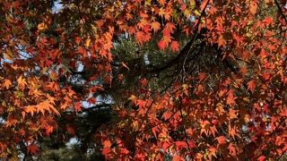 紅葉も素晴らしい