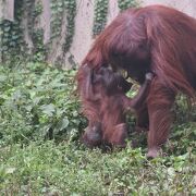 オランウータンの親子がいます