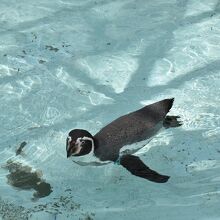 プールで泳ぐフンボルトペンギン