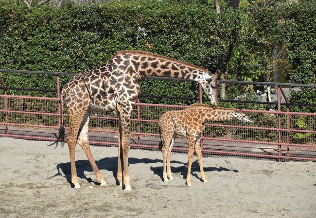 宮崎市フェニックス自然動物園 クチコミ アクセス 営業時間 宮崎市 フォートラベル 宮崎市フェニックス自然動物園 クチコミ アクセス 営業時間 宮崎市 フォートラベル