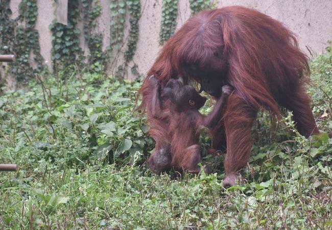 オランウータンの親子がいます