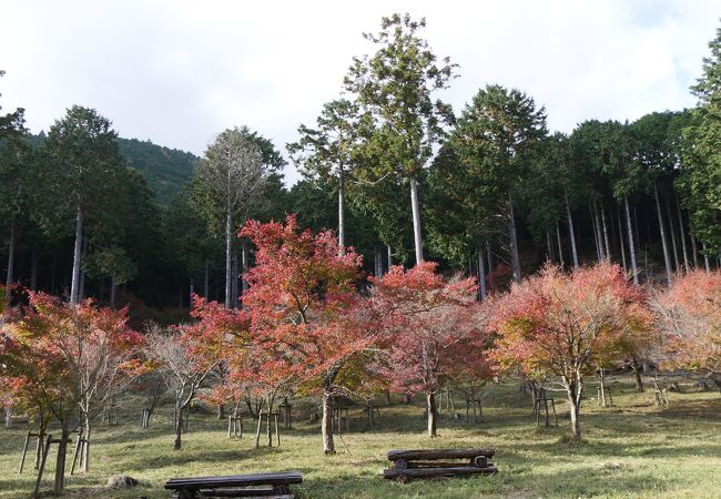 奥湯河原もみじの郷