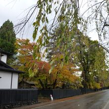 道路側に大きく垂れ下がるみやびなサクラ