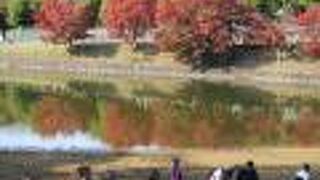 自然豊かな池です