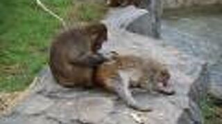 思い思いに過ごすサルたち