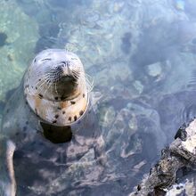 アザラシは人懐っこいです。