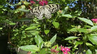 お土産買うならここ！