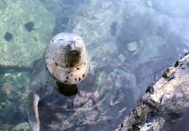 仙法志御崎海岸 仙法志御崎公園 クチコミ アクセス 営業時間 利尻島 フォートラベル