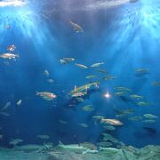 日本最大級の淡水魚水族館