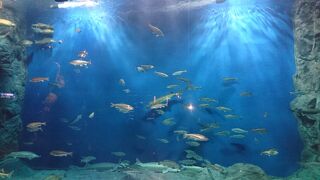 日本最大級の淡水魚水族館