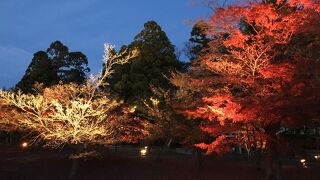 速報　岡山後楽園の紅葉　2020/11/28