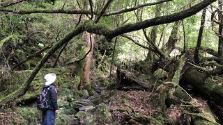 屋久島の森を簡単に経験できます。