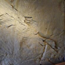 イグアノドンの化石