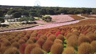 ひたち海浜公園、小さなお花も数がそろえば圧巻