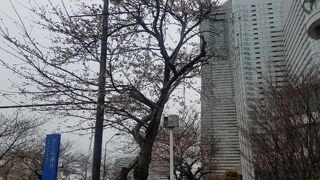 右を見ても左を見ても横浜を代表するスポットが目に入る