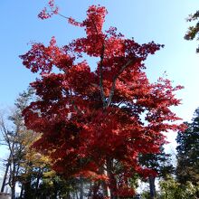 本丸御殿跡の紅葉