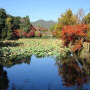 竹林の道の近くにある池