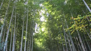 有名な竹林の道