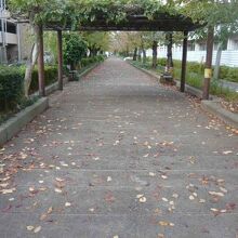 南町桜並木遊歩道です。この付近の両側には、桜並木があります。