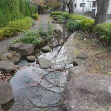 南町桜並木遊歩道の西北端からの水が、遊歩道沿いに流れています