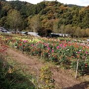 １０月末でもまだ咲いてました