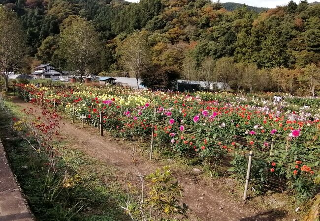 両神山麓花の郷ダリア園 クチコミ アクセス 営業時間 小鹿野 皆野 フォートラベル 両神山麓花の郷ダリア園 クチコミ アクセス 営業時間 小鹿野 皆野 フォートラベル