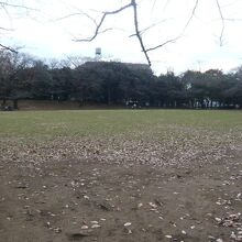 蕨市民公園の南側は、綺麗で、広い芝生の広場が広がっています。