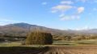 観光案内にあった木を探して脇道に入ってみました